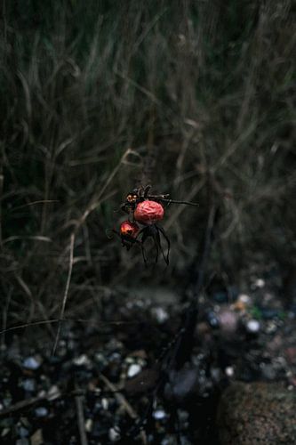 Withered red berries in a mysterious atmosphere