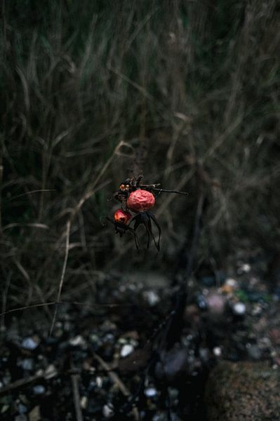 Withered red berries in a mysterious atmosphere by Olli Lehne