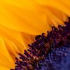 Sunflower by Evelyne Renske