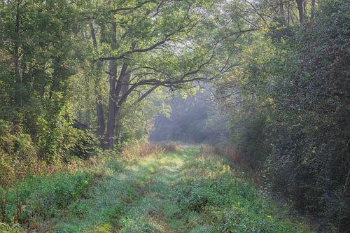 Avenue dans la rosée du matin