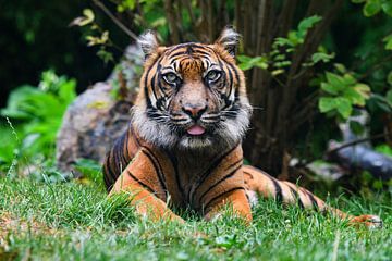 Gros plan d'un tigre de Sumatra à l'état sauvage. sur Chihong