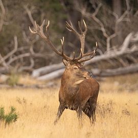 Cerfs sur le Hoge Veluwe, période de rut.