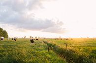 Vaches dans la prairie au coucher du soleil par Wilko Visscher Aperçu