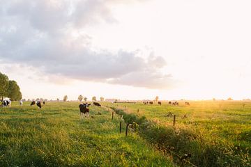 Koeien in de wei tijdens zonsondergang