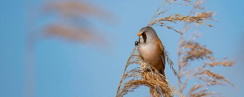 Baardmannetje (Panurus biarmicus)