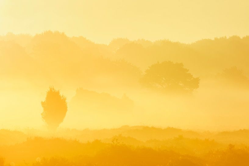 Zonsopkomst in goud van Karla Leeftink