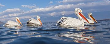 Dalmatische Pelikanen in Griekenland van Kris Hermans