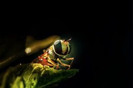 Fly into the light by Jolanda de Jong-Jansen