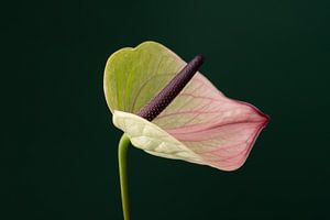 Anthurium Pistache van Cees Mooijekind