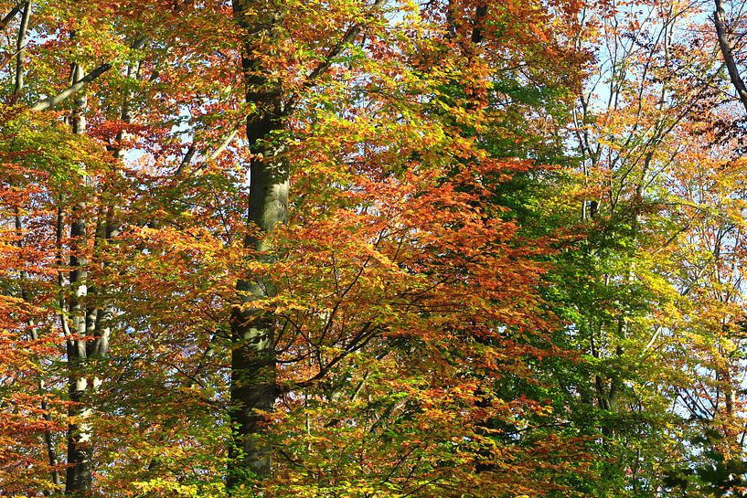 Prächtige Buche von Thomas Jäger