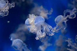 Jellyfish II by Fotografie Jeronimo