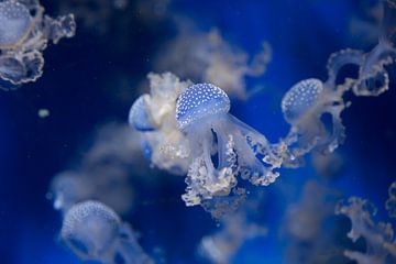 Kwal, jellyfish II van Fotografie Jeronimo