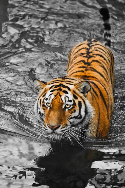 Tiger mit ausdrucksstarken Augen geht auf dem Wasser (badet), eine mögliche helle Körper eines Raubt von Michael Semenov