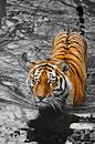 Tiger mit ausdrucksstarken Augen geht auf dem Wasser (badet), eine mögliche helle Körper eines Raubt von Michael Semenov Miniaturansicht