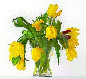 Gelbe Tulpen