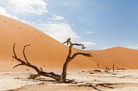 Verlassene Landschaft Dodevlei (Deadvlei) Namibia von Simone Janssen Miniaturansicht