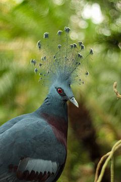 The Victoria crown pigeon also called the range pigeon because of its beautiful crest by Janna Dijkstra