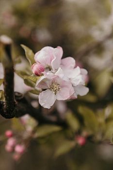 Blossom of the apple tree