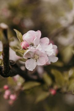 Bloesem van de appelboom van Caar Fotografie