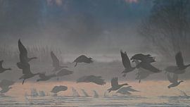 Flying geese by Jolanda Stam