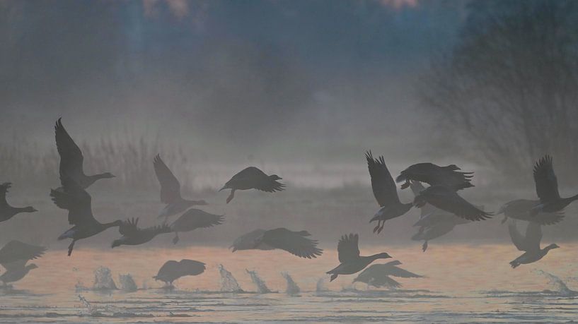 Fliegende Gänse von Jolanda Stam