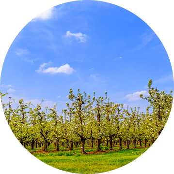 Fruitbomen in rijen in een boomgaard tijdens het voorjaar. van Sjoerd van der Wal Fotografie