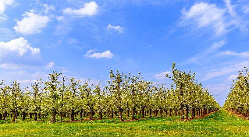 Frühling im Obstgarten mit alten Apfelbäumen auf einer Wiese und Kühen im fernen Hintergrund. von Sjoerd van der Wal Fotografie