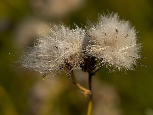 Distelblüte (aufgeblüht) mit Tau.