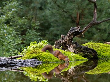 Drinking Squirrel with reflection by Royvs Fotografie