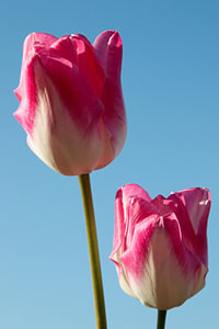zwei rosa und weiße Tulpen zusammen in einem Tulpenfeld