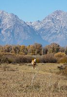 Grand Teton National Park by horse
