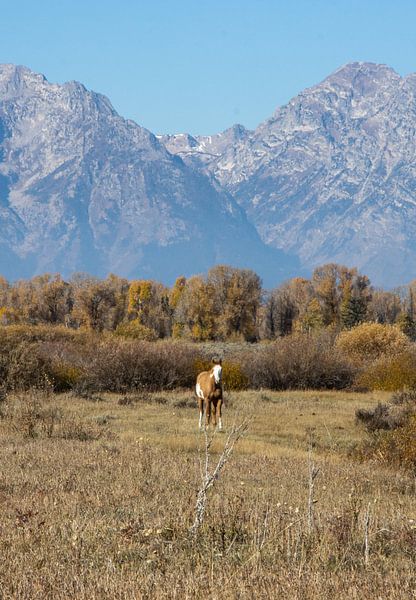 Grand Teton National Park zu Pferd von Eva Rusman
