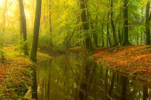 Creek in a bright green forest during an early fall morning