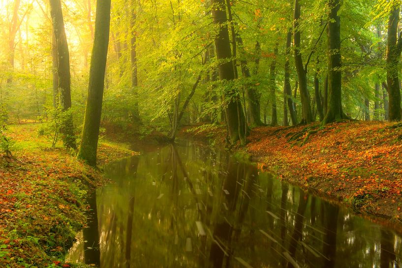 Creek in a bright green forest during an early fall morning by Sjoerd van der Wal Photography