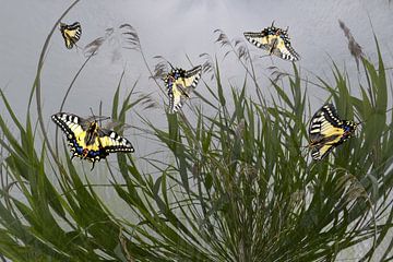 Schmetterlinge im Schilf von Christine Nöhmeier