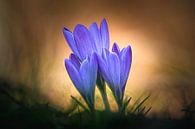 Crocus von Hans Soowijl Miniaturansicht