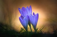 Crocus