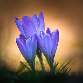 Crocus by Hans Soowijl
