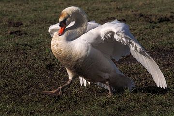 White Swan, Mute Swan by Loek Lobel