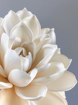 witte bloem van haroulita
