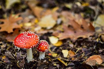 Rode paddenstoelen in een herfstbos van Daphne Dorrestijn