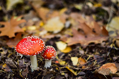 Rote Pilze in einem Herbstwald
