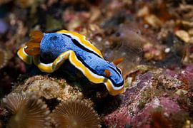 Meeresschnecke @ Komodo, Indonesien von Travel Tips and Stories