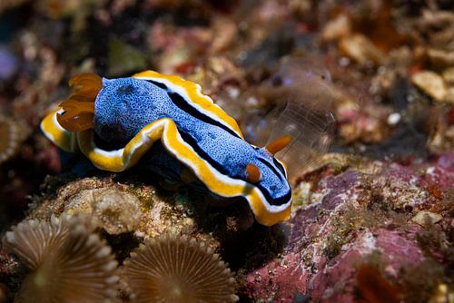 Sea snail @ Komodo, Indonesia