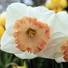 The White Narcissus van Cornelis (Cees) Cornelissen