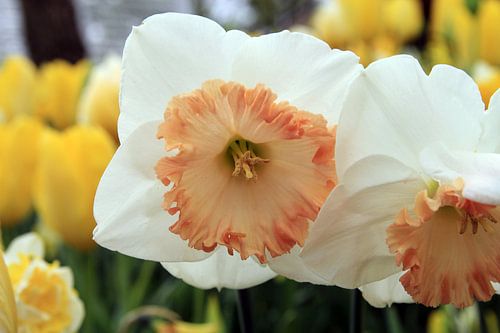 The White Narcissus