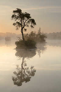Baum auf einer Insel im Nebel