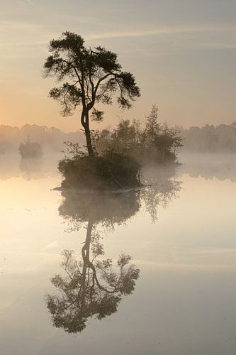 Boom op eilandje in de mist