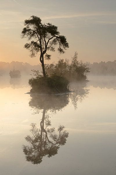 Boom op eilandje in de mist van Leo Kramp Fotografie