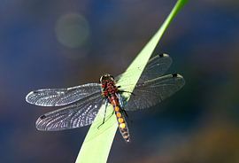 witsnuitlibel op riet by Petra De Jonge